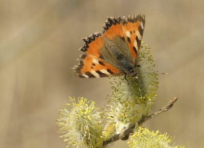 La vanesse de l'ortie