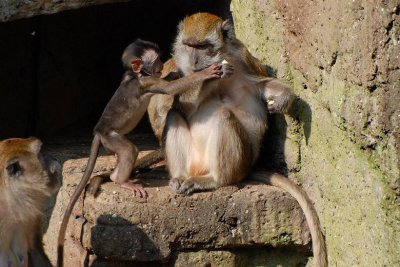 Macaque de Java