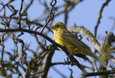 Bruant jaune