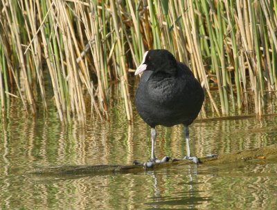 Foulque macroule (Fulica atra) Coot