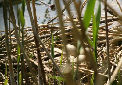 Les oeufs de Foulque