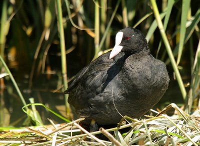 Foulque macroule (Fulica atra) Coot