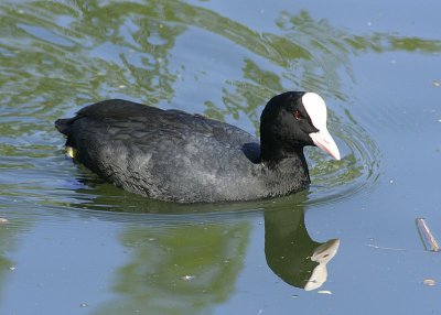 Foulque macroule (Fulica atra) Coot