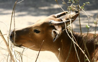  Banting   (vache de Java)