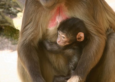 Jeune Gelada