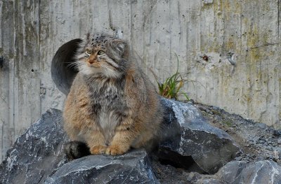  Chat manul