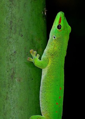  Grand gecko diurne