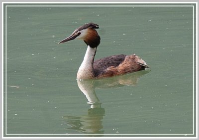 Grèbe huppé - Podiceps cristatus