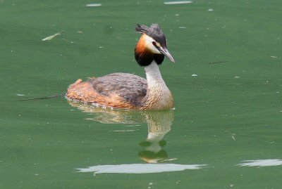 Grèbe huppé - Podiceps cristatus