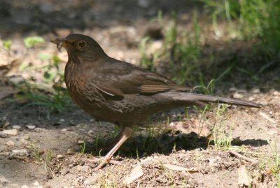 Merle noir - Turdus merula -Blackbird.jpg