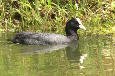 Foulque macroule (Fulica atra) Coot