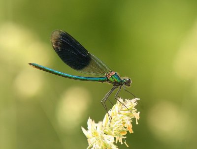 La sauge 110.jpg
