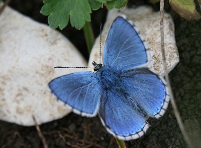 Azure