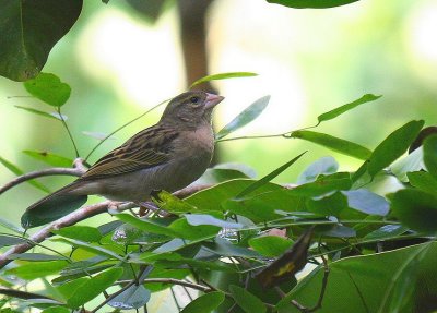 Moineau