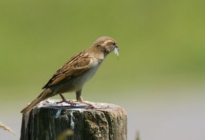 Moineau