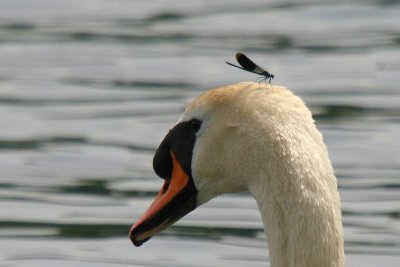 Cygne tubercul (Cygnus olor) Mute Swan