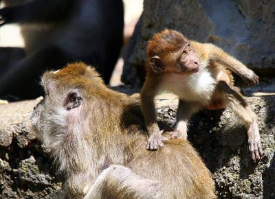 Macaca fascicularis