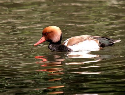 Nette rousse