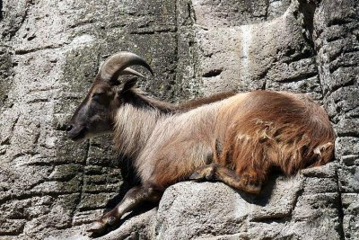 Hemitragus jemlahicus