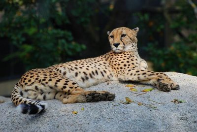 Guépard (Acinonyx jubatus)