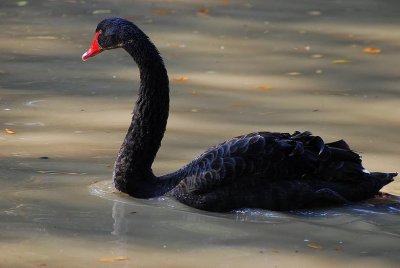 Cygnus atratus