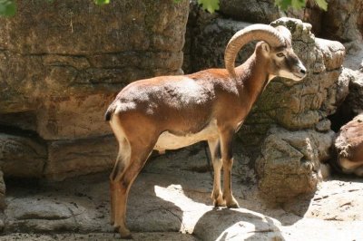 Mouflon