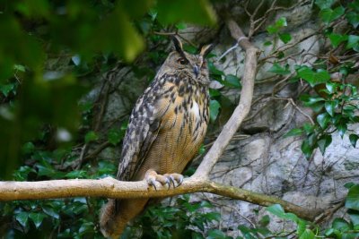 Grand duc