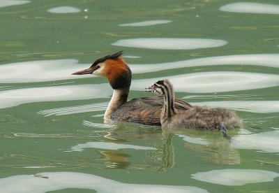Grèbe huppé - Podiceps cristatus