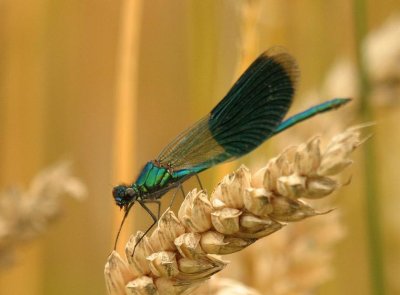 d10 005.jpg