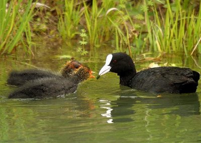 Foulque macroule (Fulica atra) Coot