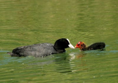 Foulque macroule (Fulica atra) Coot
