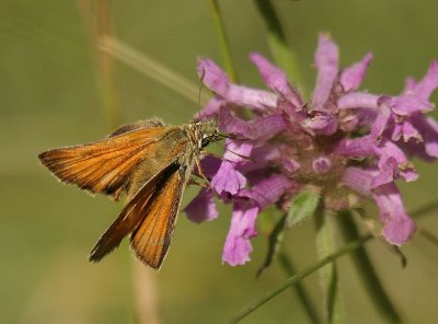 d10 344.jpg