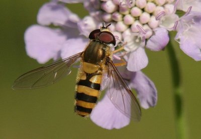 d10 341.jpg