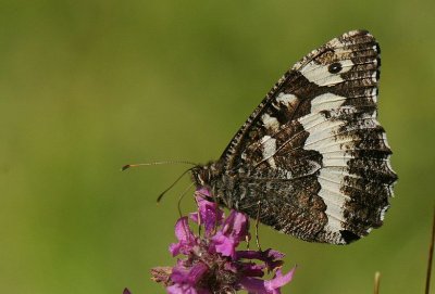 d10 353.jpg