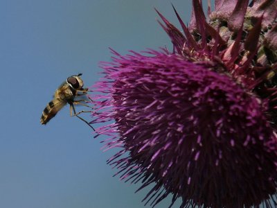 d10 365.jpg