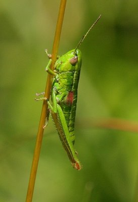 d10 376.jpg