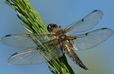 d10 011.jpg