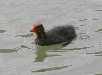 Foulque macroule (Fulica atra) Coot