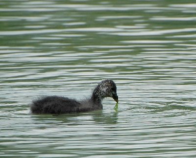 Foulque macroule (Fulica atra) Coot