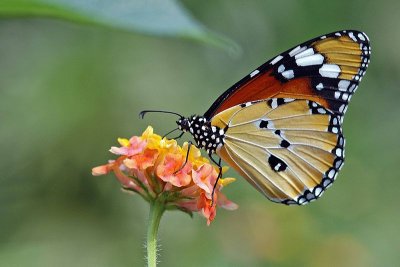 Le Monarque  Danaus plexippus