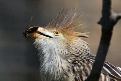 Guirakuckuck (Guira guira)