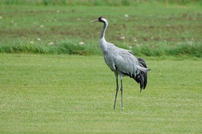 Une grue cendr