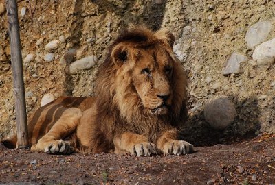  Lion d'Asie ( Panthera leo persica