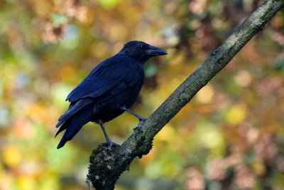  Corneille Noir (Corvus Corone corone) Carrion Crow
