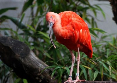 Ibis rouge ( Eudocimus ruber )
