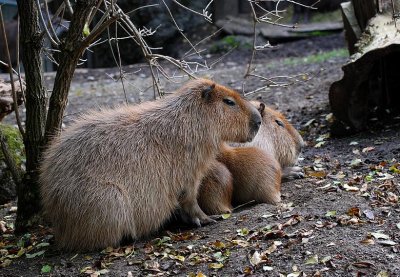  Cabai (Hydrochoerus hydrochaeris )