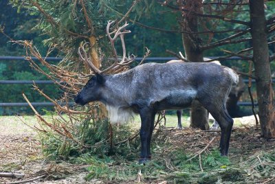 Renne (Rangifer tarandus tarandus)