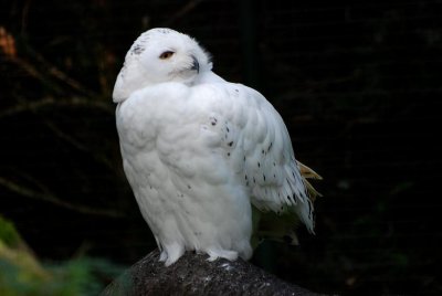 Chouette des neiges (Nyctea scandiac