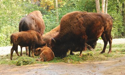 Bison (Bison bison bison)