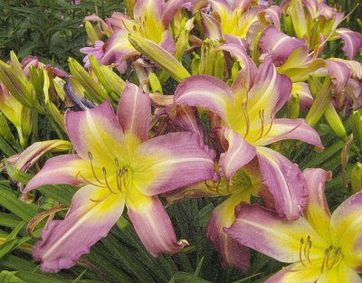 flowers2